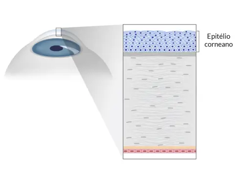Epitélio corneano Epitélio corneano